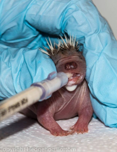 baby hedgehog being syringe fed on its feet
