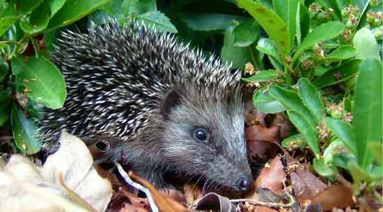 hedgehog out in daylight