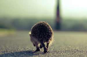Hedgehog walking away at dawn
