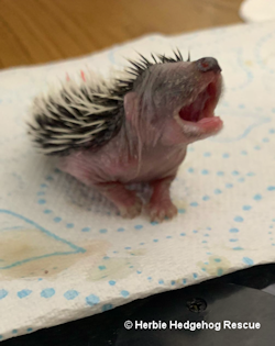 Tongue stuck © Herbie Hedehog Rescue