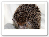 Egyptian long eared hedgehog